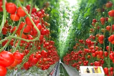 Устройство теплиц
